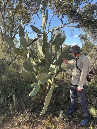 Opuntia ficus-indica
