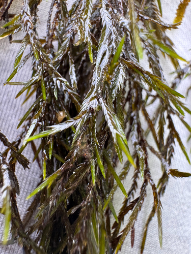 Fontinalis neomexicana observed 2026-07-11
