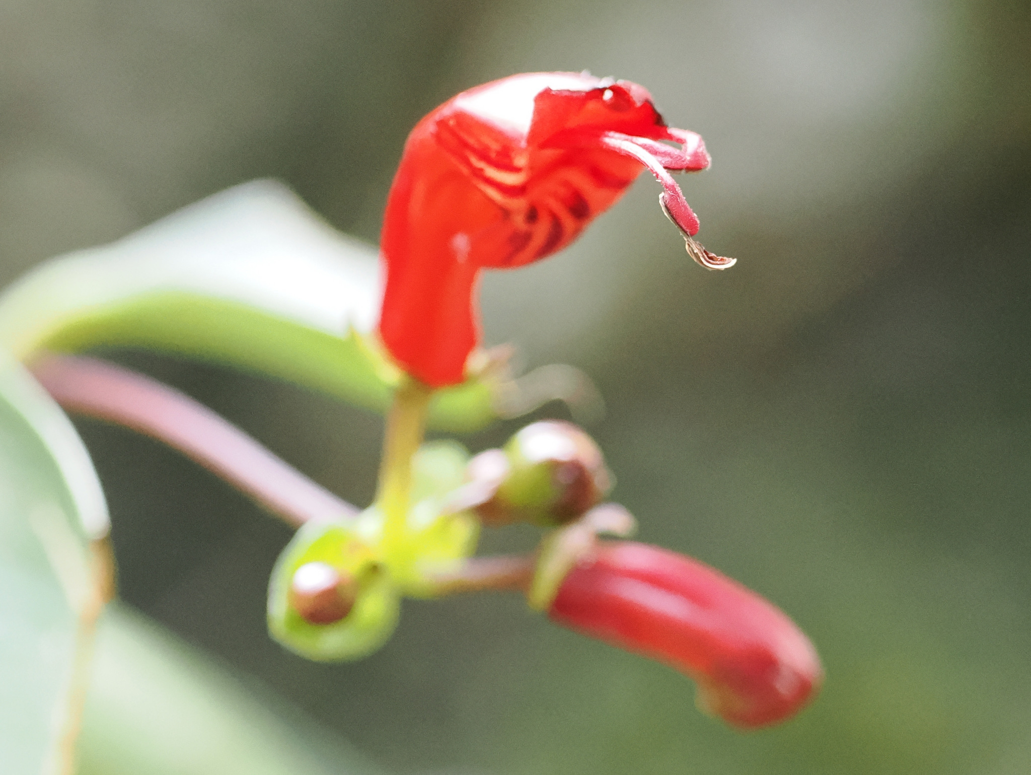 Aeschynanthus moningerae (Merr.) Chun 2