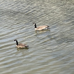 Branta canadensis