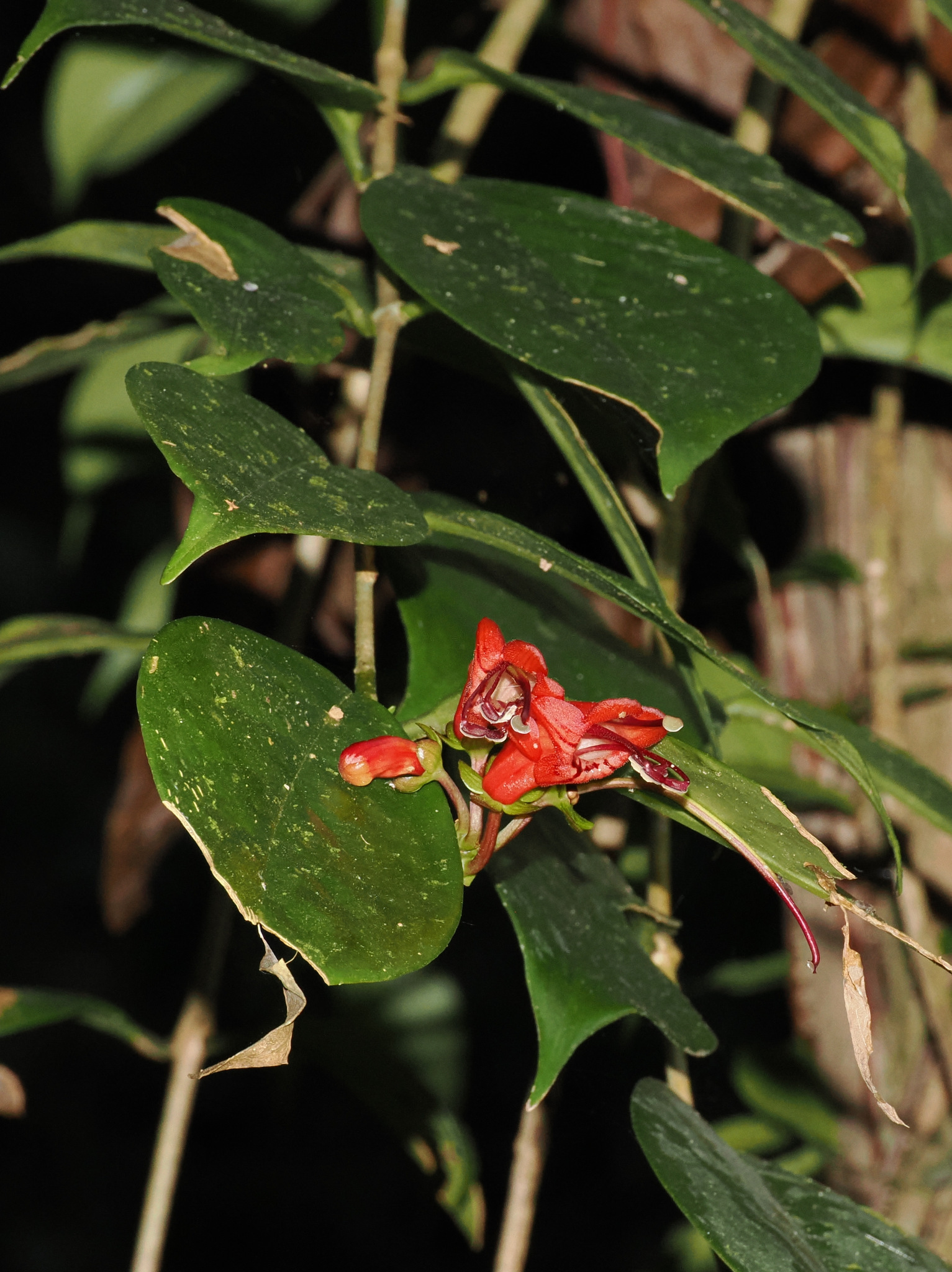 Aeschynanthus moningerae (Merr.) Chun 3