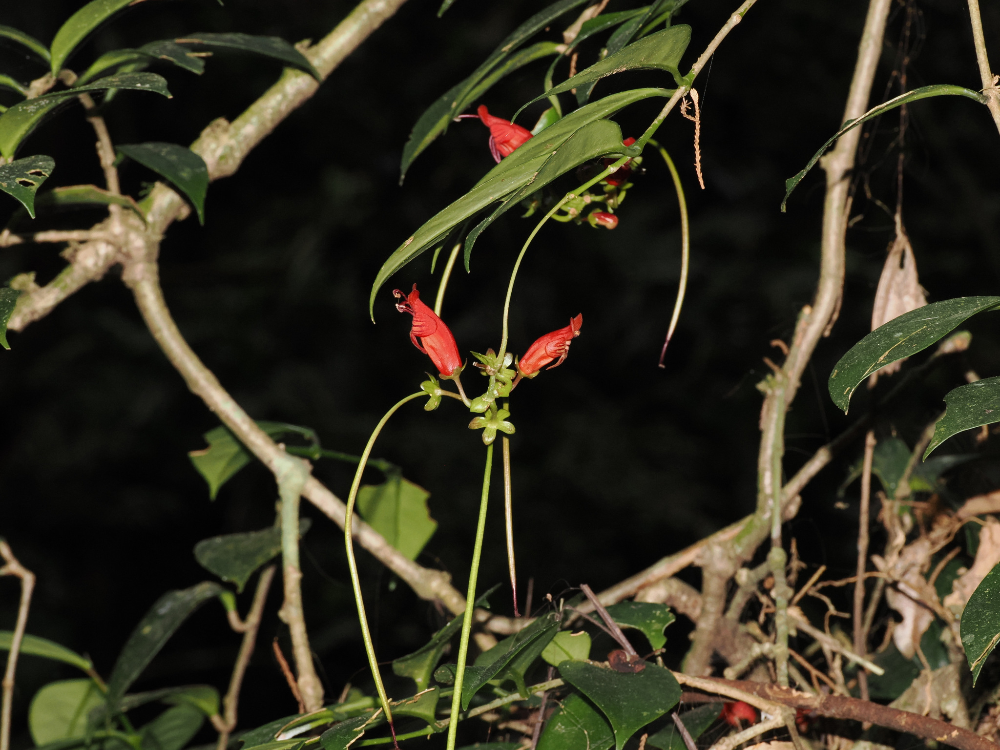 Aeschynanthus moningerae (Merr.) Chun 4