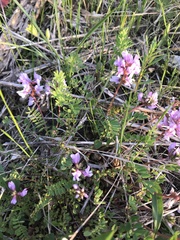 Astragalus distortus