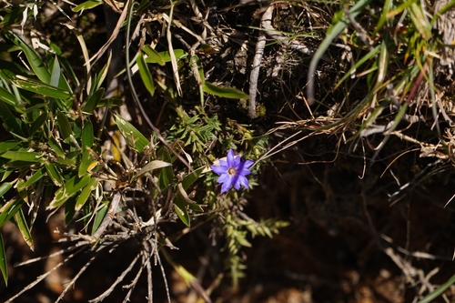 Gentiana arisanensis, photograph 6