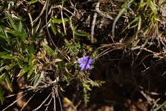Gentiana arisanensis, photograph (c) Ben Costamagna, some rights reserved (CC BY)