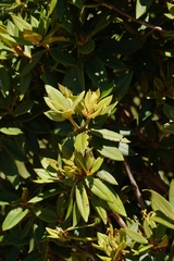 Rhododendron pseudochrysanthum
