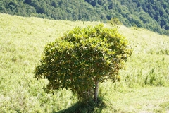 Rhododendron pseudochrysanthum, photograph (c) Ben Costamagna, some rights reserved (CC BY)