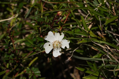 Rosa transmorrisonensis, photograph 6