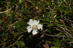 Rosa transmorrisonensis, photograph (c) Ben Costamagna, some rights reserved (CC BY)