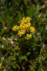 Solidago decurrens, photograph (c) Ben Costamagna, some rights reserved (CC BY)