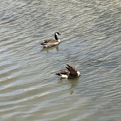 Branta canadensis