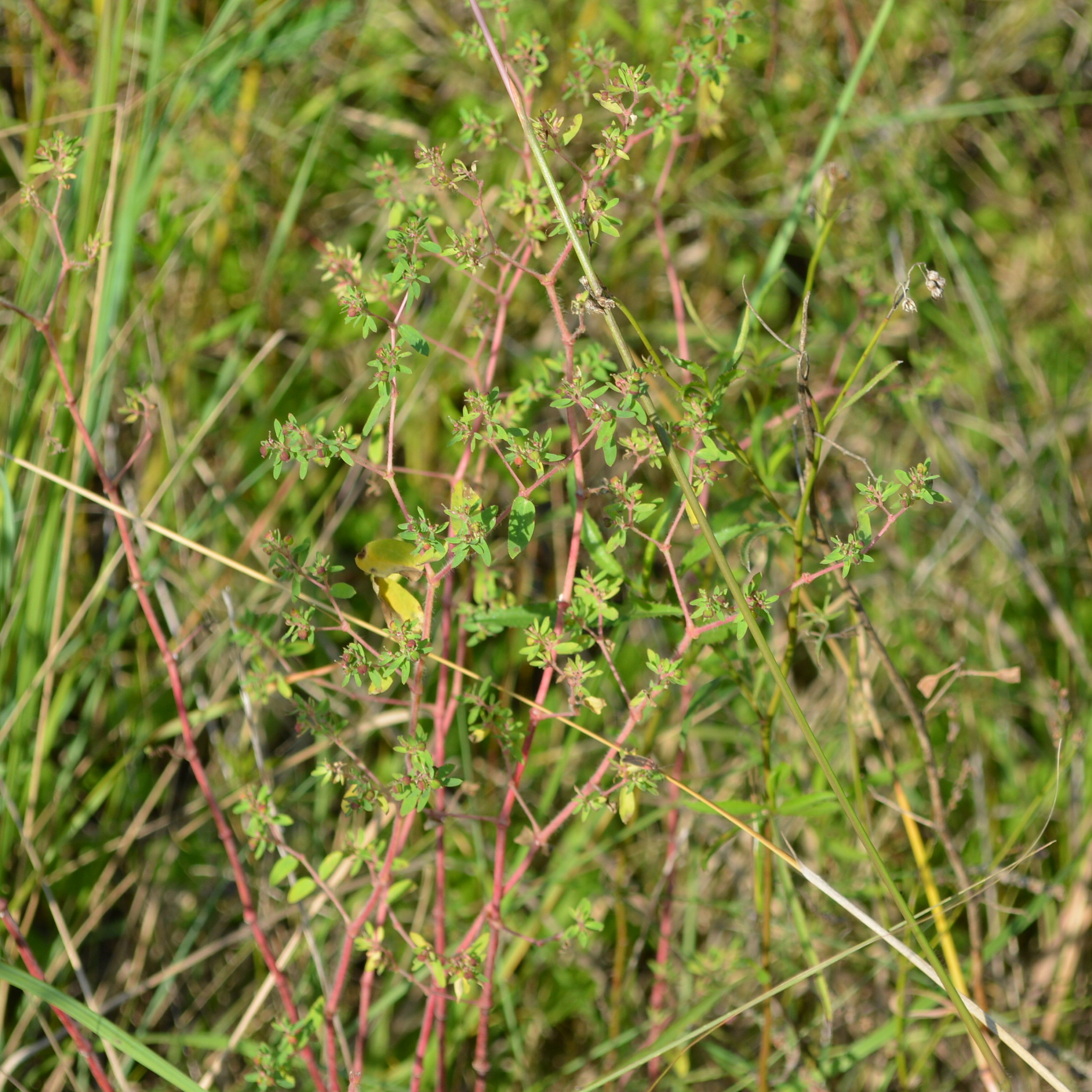 Euphorbia hirtella