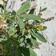 Melilotus indicus
