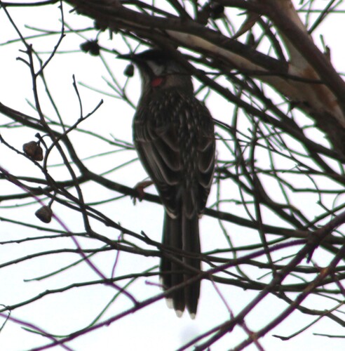 Red Wattlebird