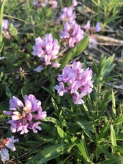 Astragalus distortus