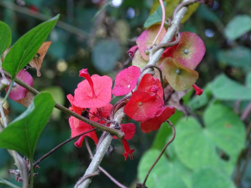 Holmskioldia sanguinea, Huixtla, Chis., México
