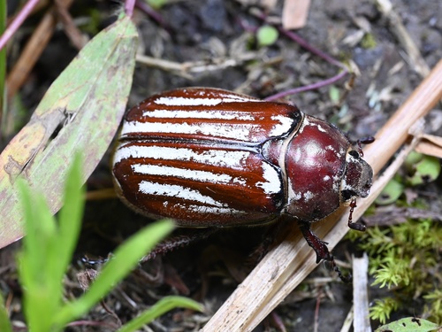 Melolontha sculpticollis