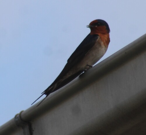 Welcome Swallow