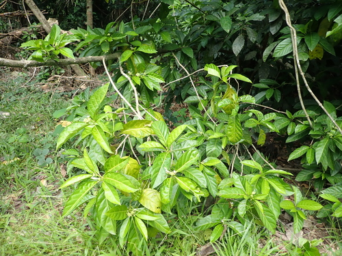 Morinda observed 2026-06-29