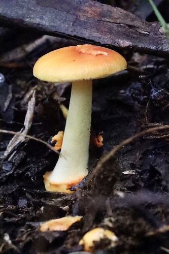 Vermilion Amanita