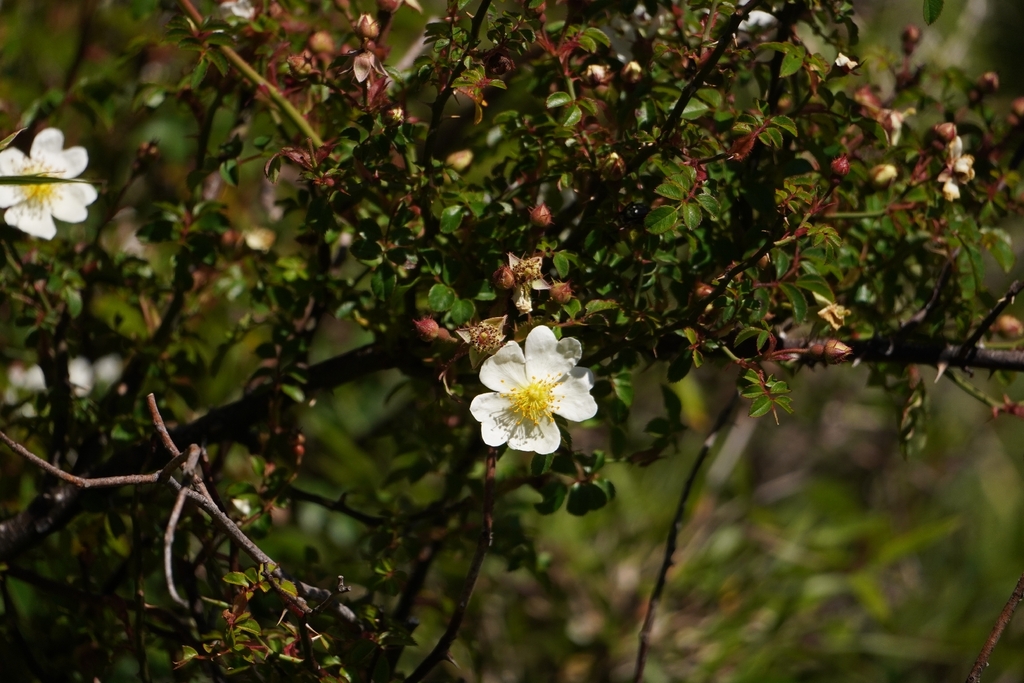 Rosa transmorrisonensis; photograph (c) Ben Costamagna, some rights reserved (CC BY)