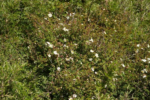 Rosa transmorrisonensis, photograph 5
