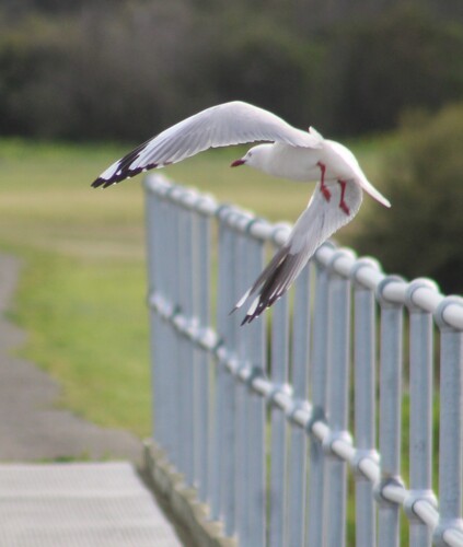 Silver Gull