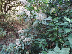 Critonia morifolia, photograph (c) Alexis López Hernández, some rights reserved (CC BY)