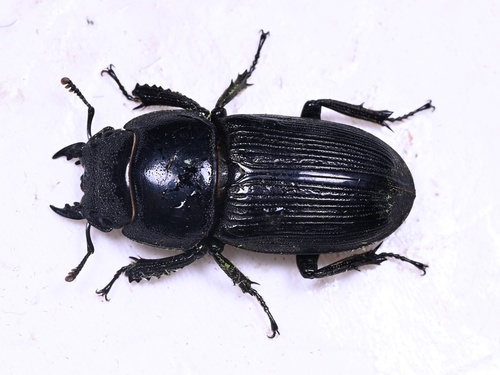 Dorcus hirticornis hirticornis