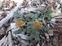 Lomatium foeniculaceum