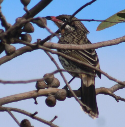 Spiny-cheeked Honeyeater