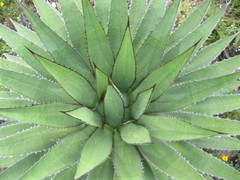 Agave horrida
