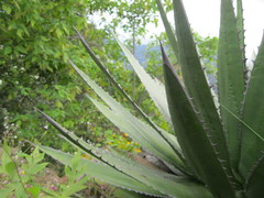 Agave horrida