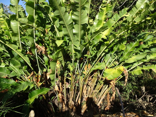 Heliconia wagneriana, photograph 4