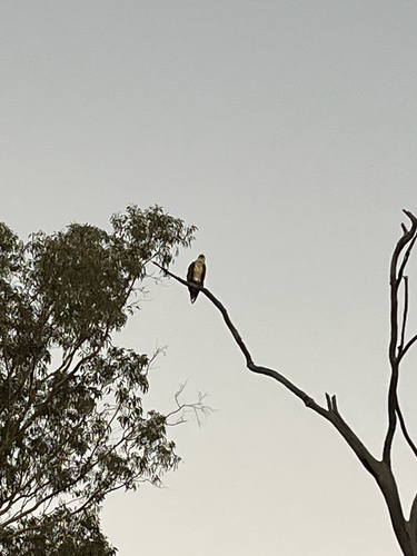 Australasian Osprey