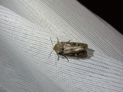 Lacinipolia spiculosa
