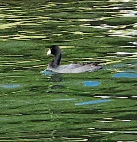 iNaturalist observation photo of American Coot