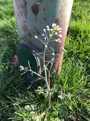 Capsella bursa-pastoris