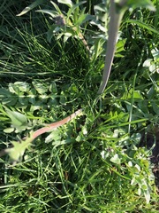 Capsella bursa-pastoris