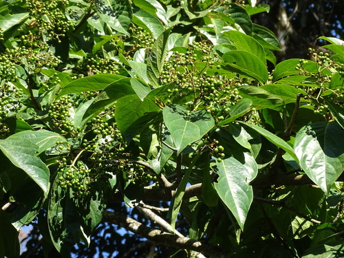Red manjack (Cordia collococca)