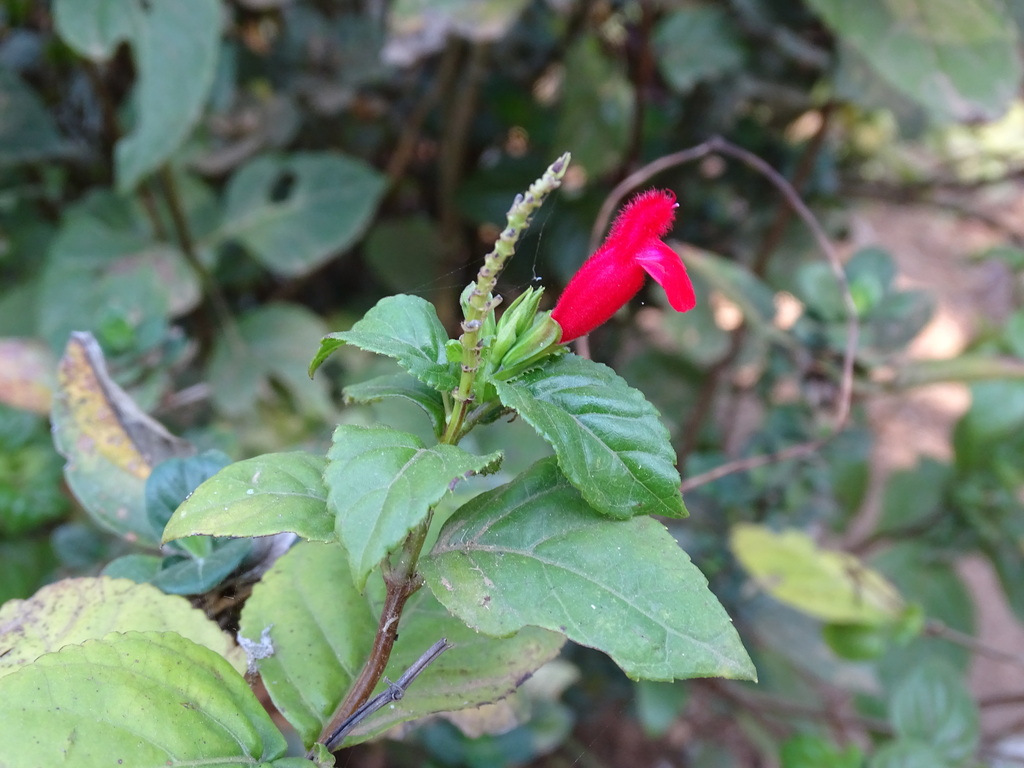 Salvia miniata; photograph (c) Alexis López Hernández, some rights reserved (CC BY)