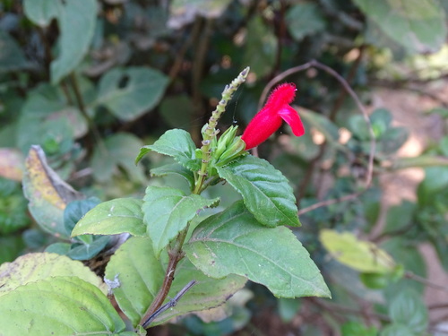 Salvia miniata