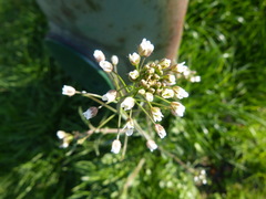 Capsella bursa-pastoris