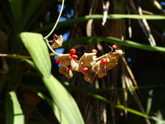 Rhynchosia precatoria