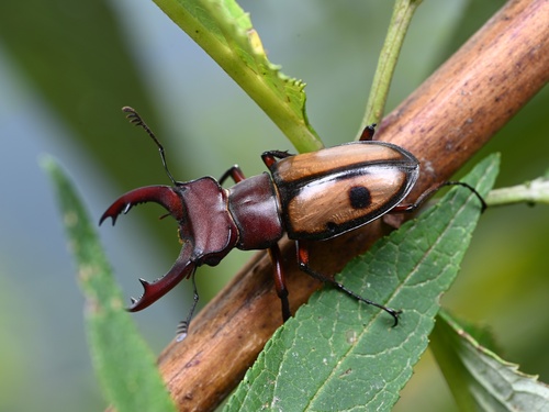 Lucanus parryi laetus