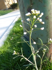 Capsella bursa-pastoris