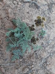 Lomatium foeniculaceum