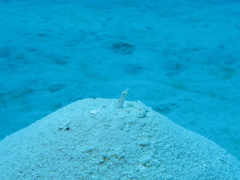 Chaenopsis limbaughi