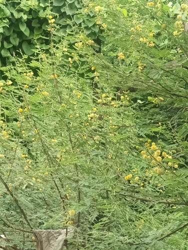 Egyptian acacia