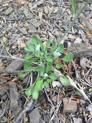 Packera antennariifolia